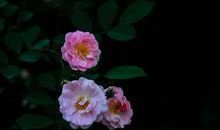 成千上万的好运即将找上这3大生肖，摇身一变成财主！