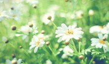 12星座11月8日运势，双子座大吉，水瓶座大顺，摩羯座少言语