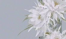 生肖属鼠女2020年11月份生小孩好不好，性格怎么样