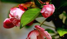 财运来袭，发达在即的生肖，11月贵人辅佐，桃花盛开事事顺遂