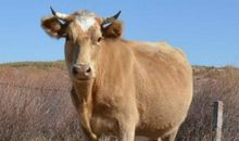 2021年属牛本命年戴什么吉祥物好, 牛年本命年佩戴转运饰品有哪些