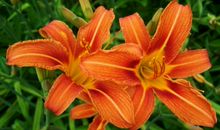 11月过后财神携礼登门，财运步步高升，日进斗金，咸鱼翻身的生肖