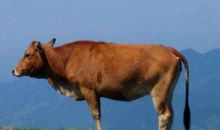 2021年属牛本命年带什么转运 牛年佩戴什么吉祥物好