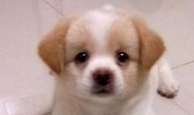 2021年属狗人犯太岁送什么礼物好化解 牛年刑太岁佩带什么转运