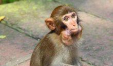 属猴的2021年运势运程 牛年属猴人每月运程详解