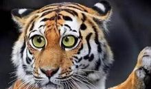 属虎的2021年运势运程 牛年属虎人每月运程详解