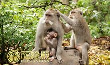 2004年属猴的人明年运势