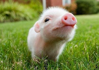 属猪过年出生的人是什么命 属猪正月初一出生的命运(图文)