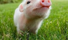 属猪过年出生的人是什么命 属猪正月初一出生的命运(图文)