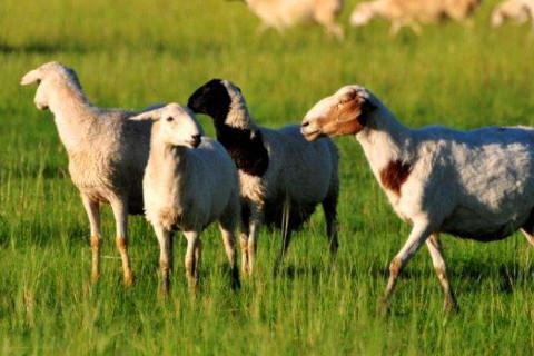 属羊的2021年运势运程 牛年属羊人每月运程详解