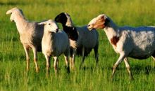 属羊的2021年运势运程 牛年属羊人每月运程详解