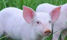 属猪的2021年运势运程 牛年属猪人每月运程详解