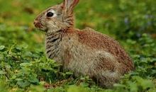 属兔的2021年运势运程 牛年属兔人每月运程详解