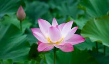 11月日进斗金，钱财无忧，惊喜不断，喜事临门的四个生肖