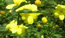 成功来得晚，钱财来得多的生肖，11月中旬财运大旺，地位提升