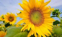 财神爷点大名：最近10天，运势大洗牌，越来越有钱的三属相