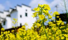 有望暴富的三生肖，最近10天，运势提升，好运扎堆进家门