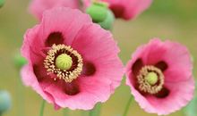 恭喜四生肖横财多人气旺，11月2号开始发财机会无数，金玉满堂财运来!