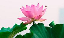 算命师傅：10天内贵人运旺，有好事发生，天天开口笑的属相