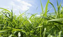 11月运势格外旺盛，财富如雨下，难逃富贵命的四大生肖