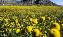 天生心底善良，喜欢帮助别人，不求回报的四大生肖