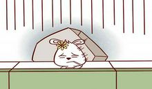 属兔男的2020年事业运势如何 能否升职加薪