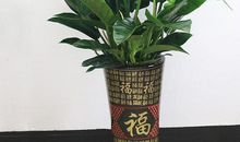 “镇宅招财”的“辟邪王”！“多子多福”的风水好盆栽