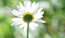 爱情中，最为高冷的三个星座，不但从不会主动，甚至让人不敢追求