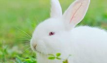 一个月，喜事临门的三大生肖，喜气洋洋！