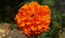 下月起好运不断，财运大红大紫，财富花不完，一顺百顺的四属相