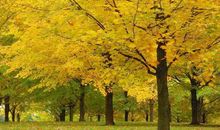 这几个星座，面对爱情，不计得失，心甘情愿，付出一切