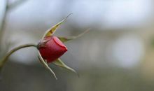 十二生肖5月25日今日运势排名，十二生肖今日旺财方位