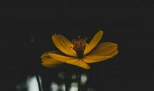 未来15天，桃花运逆袭，红鸾星亮起，有望顺利脱单的4生肖