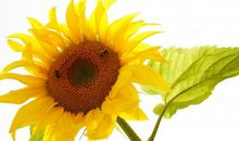 十二生肖中，3生肖11月初财运逆袭，财源滚滚来，赚得满心欢喜