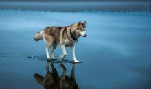 杀破狼一周星座运势（1.6-1.12）