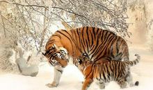 1986年属什么生肖