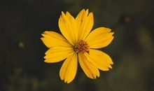 请闭麦，这些星座不说话的样子真美