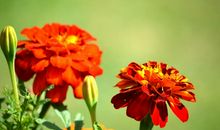 未来三个月财运翻倍，事业上的阻力消除，一顺百顺的四属相