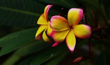 4月下旬起福字当头不缺钱，事业畅通无阻，开创新格局的四属相