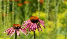 最近运势很旺的4大生肖，做什么都很顺心，财运好到爆