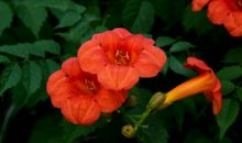 未来两年迎来好运气，事业上不断得到提升，薪资待遇喜人的四属相