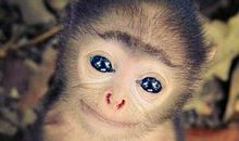 属猴的人2020年运程(图文)