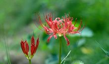 元旦开始运势爆棚，贵人登门，事业蒸蒸日上，财运如虹的3大生肖