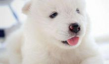 2021年属狗刑太岁怎样化解,牛年生肖狗犯太岁佩戴什么吉祥物