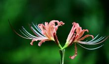 11月运势旺盛，吉星照耀，步步高升，有望名利双收的3生肖