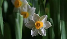 5月运势爆棚的4大生肖，事业爱情双丰收，千万别慌