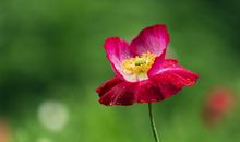 这3大生肖走大运，2月福大命大，吃香喝辣过好日子！