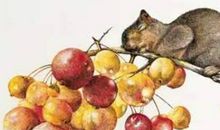 2020鼠年生肖属狗人的贵人运旺不旺，如何提升贵人运