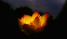 二月福气满门的3大生肖，桃花朵朵爱情到，喜结良缘喜脱单