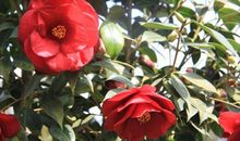 从下个月开始鸿运到家，富贵进门，好事扎堆来，福旺又多财的生肖